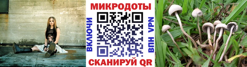 Псилоцибиновые грибы прущие грибы Сураж
